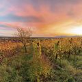 image de vignoble en Alsace