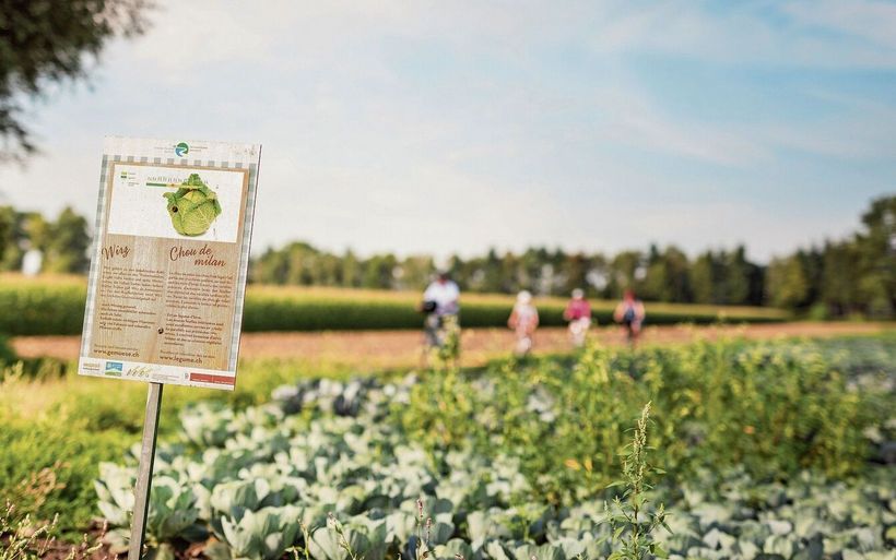 Découvrir les vertus de la régionalité grâce au Sentier maraîcher dans le canton de Fribourg, ou l'art de joindre l'utile à l'agréable.