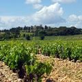Typischer Weinberg bei Châteauneuf-du-Pape. Im Hintergrund das historistische Château des Fines Roches.