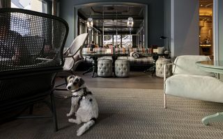 Hunde in einem Hotel