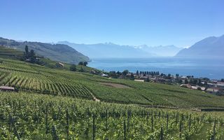 Grüne Reben an einem Hang der direkt an einen See grenzt.