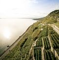 les vignes de Lavaux