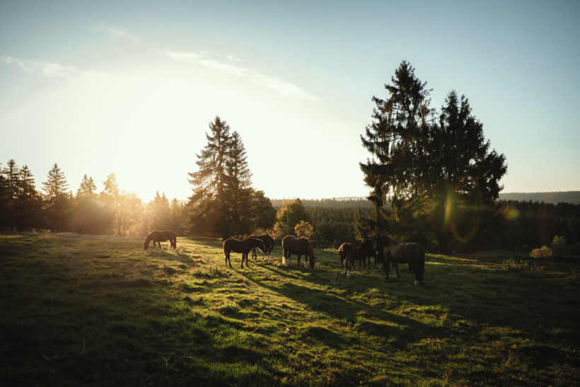 Freiberger Pferde auf einer Weide bei Les Pommerats.