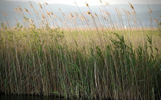 Symbolbild Neuenburgersee