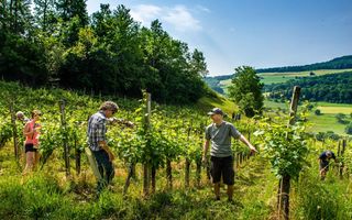 Corporate Volunteering im Jurapark Aargau 