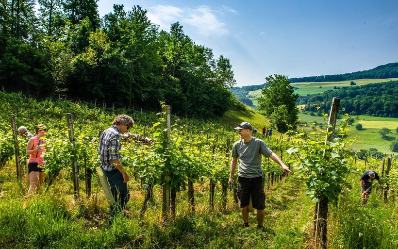 Corporate Volunteering im Jurapark Aargau 