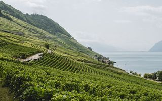 Route des Grand Crus