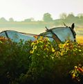 cheval blanc dans les vignes Saint-Emillon