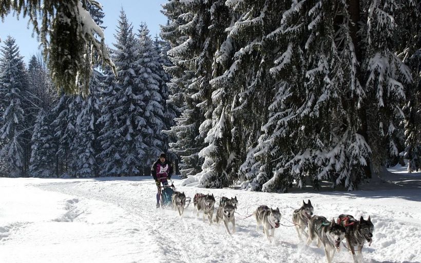 Schlittenhunderennen